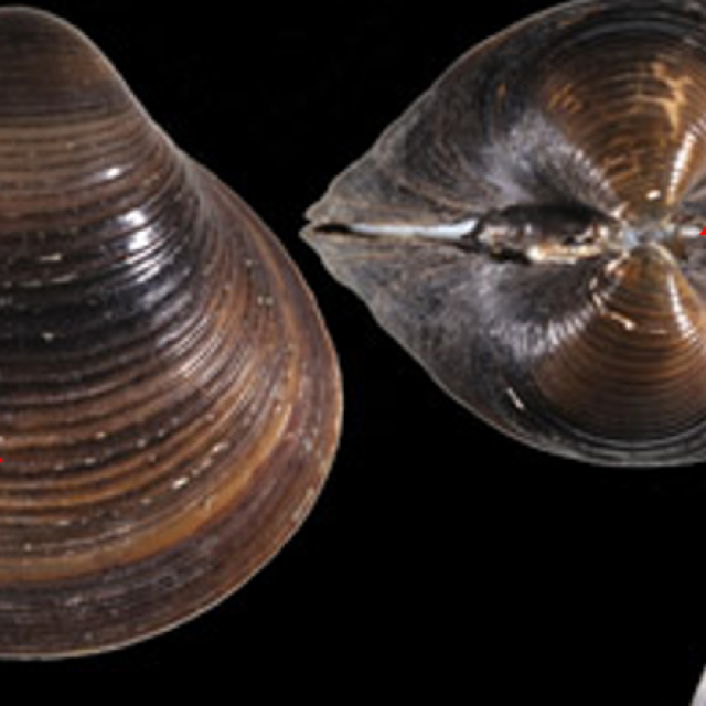 Les espèces néozones de Suisse Corbicule asiatique - Corbicula fluminea