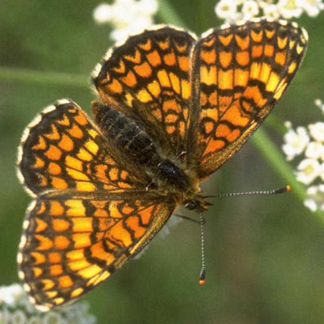 Tagfalter der Schweiz  Leinkrautscheckfalter - Melitaea deione