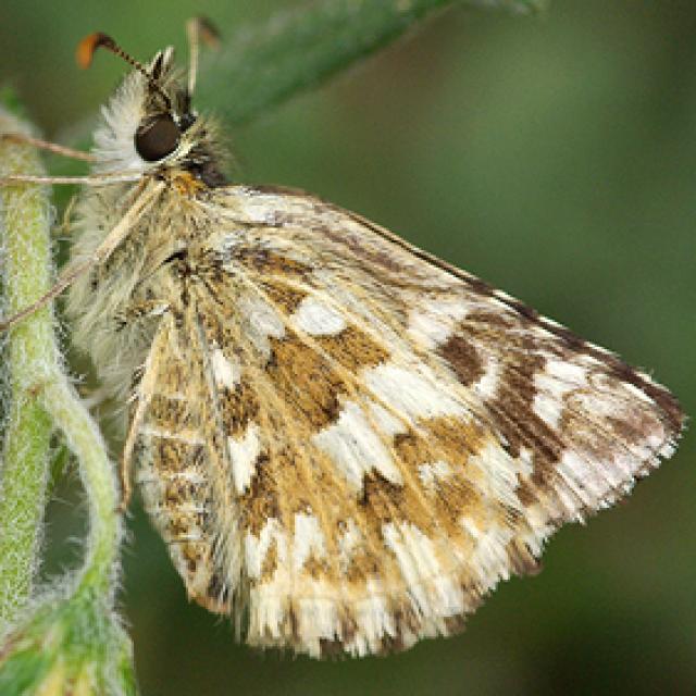 Papillons de jour de Suisse Hespérie de l'onoporde - Pyrgus onopordi