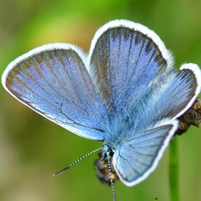 Papillons de jour de Suisse Azuré des coronilles - Plebeius argyrognomon