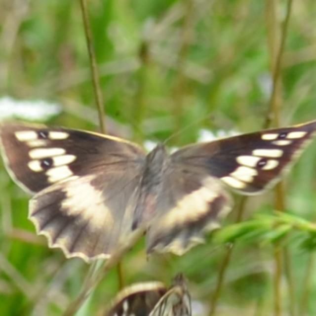 Papillons de jour de Suisse Hermite - Chazara briseis