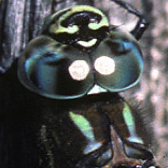 Odonates de Suisse Aeschne subarctique - Aeshna  subarctica elisabethae 