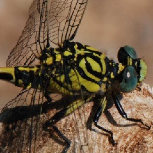 Odonates de Suisse Gomphus à pinces - Onychogomphus  forcipatus unguiculatus 