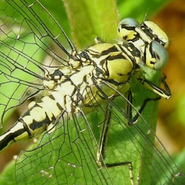 Odonates de Suisse Gomphe joli - Gomphus  pulchellus 