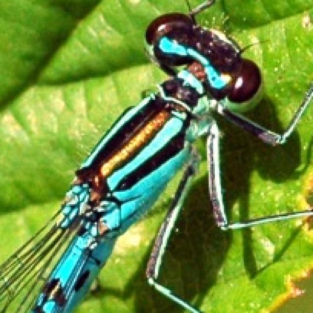 Odonates de Suisse Agrion ligné - Coenagrion  hastulatum