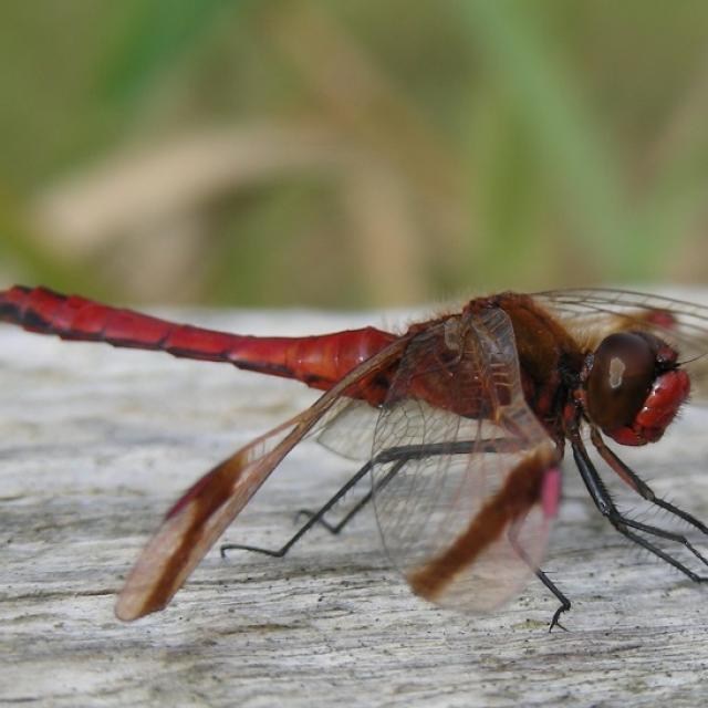 Odonates de Suisse Sympétrum du Piémont - Sympetrum  pedemontanum 