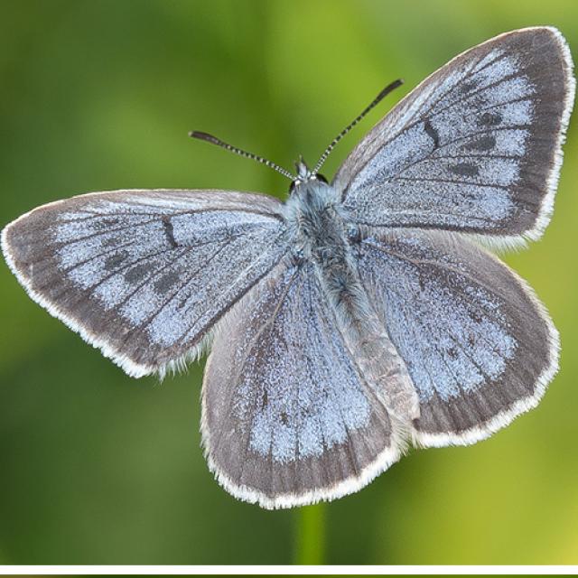 Papillons de jour de Suisse Azuré de la sanguisorbe - Phengaris teleius