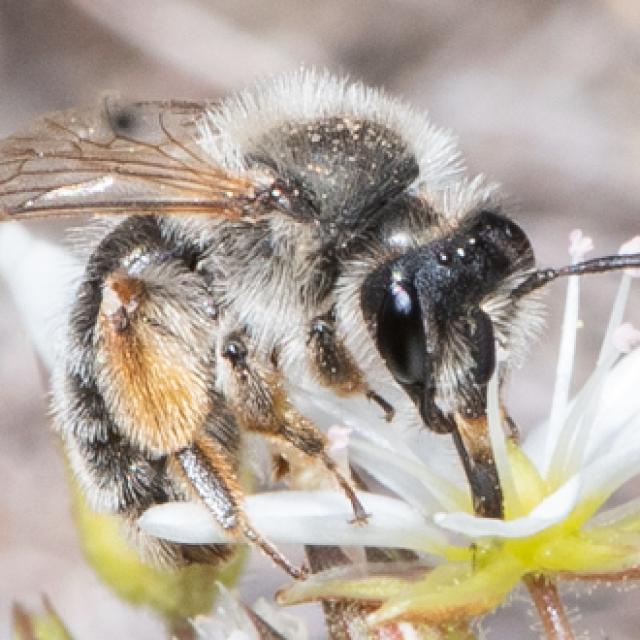 Les abeilles sauvages de Suisse  - Andrena montana