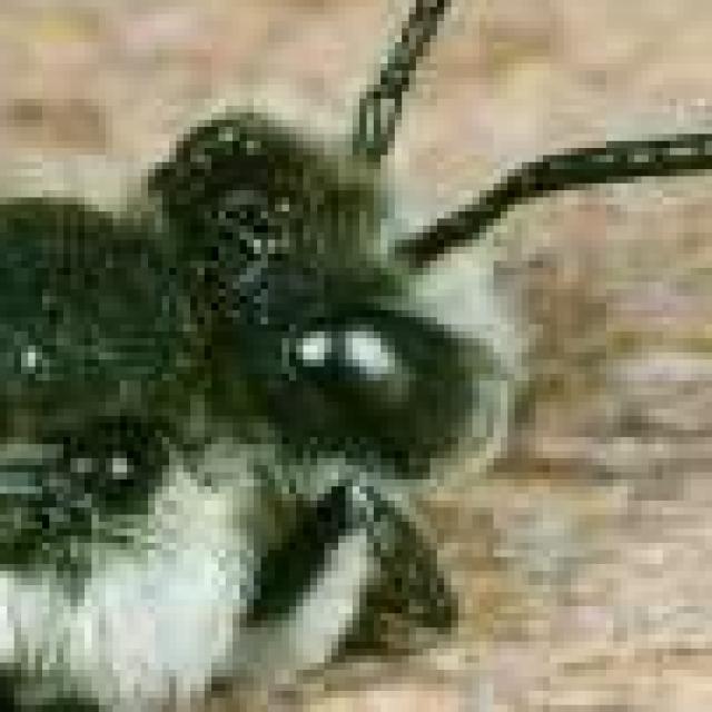 Les abeilles sauvages de Suisse  - Coelioxys conicus