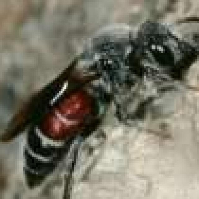 Les abeilles sauvages de Suisse  - Dioxys cinctus