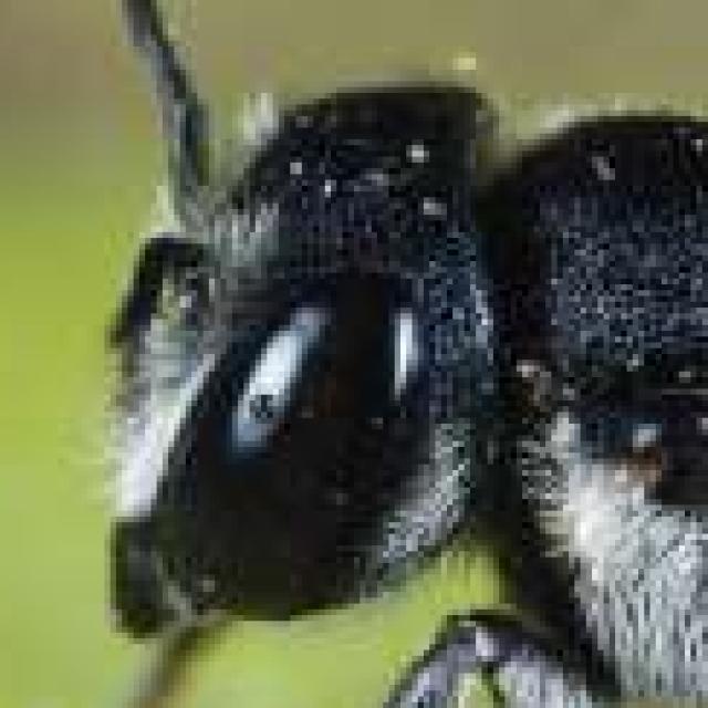 Les abeilles sauvages de Suisse  - Megachile apicalis