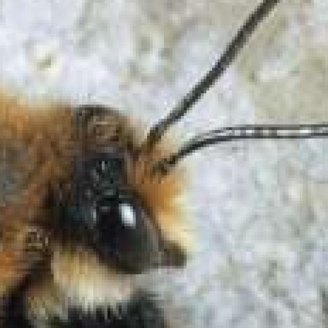 Les abeilles sauvages de Suisse  - Megachile parietina