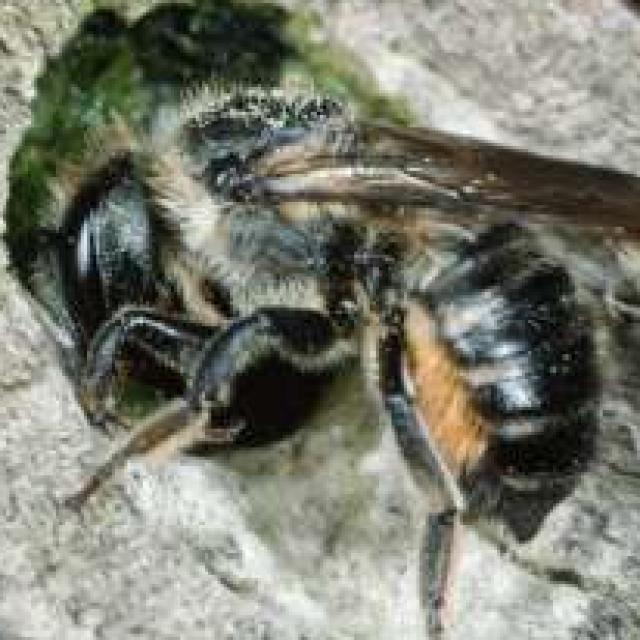 Les abeilles sauvages de Suisse  - Megachile versicolor