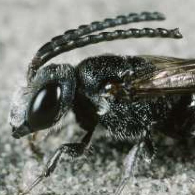 Les abeilles sauvages de Suisse Sphécode gibbeux - Sphecodes gibbus