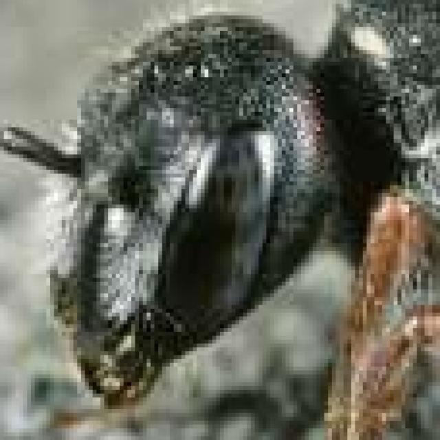 Les abeilles sauvages de Suisse  - Stelis nasuta