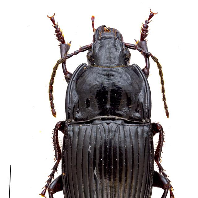 Carabes de Suisse  - Abax ovalis