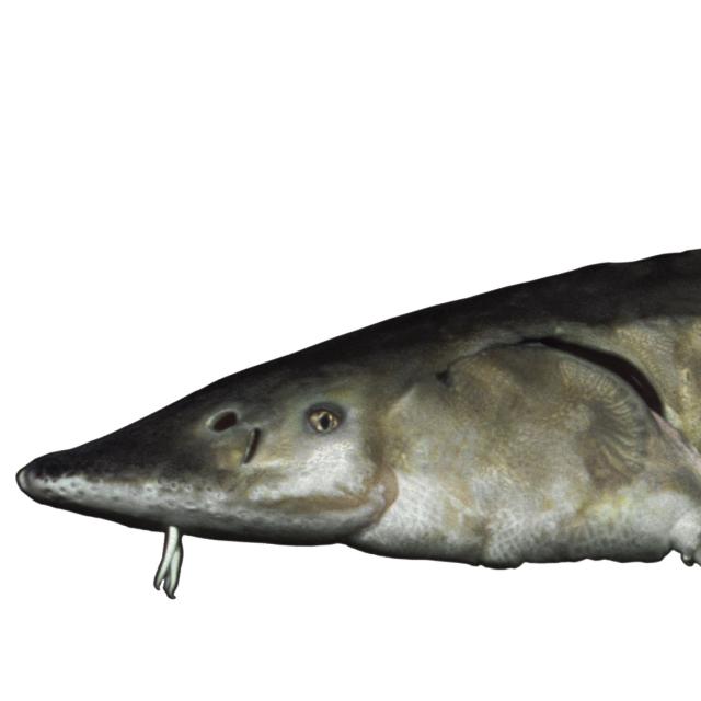 Poissons de Suisse Esturgeon européen (ou atlantique) - Acipenser sturio