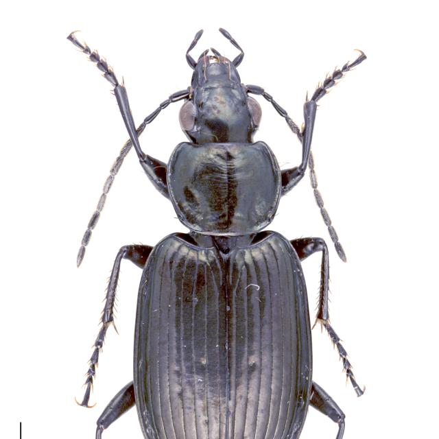 Carabes de Suisse  - Agonum carbonarium alpestre