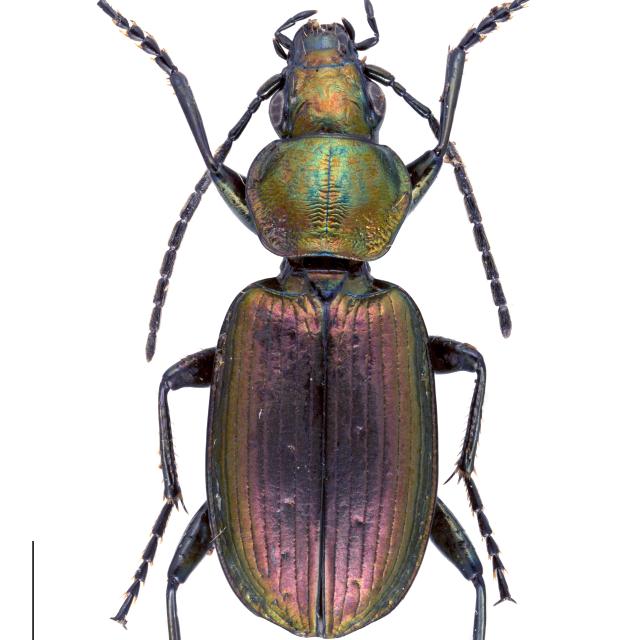 Carabes de Suisse  - Agonum ericeti