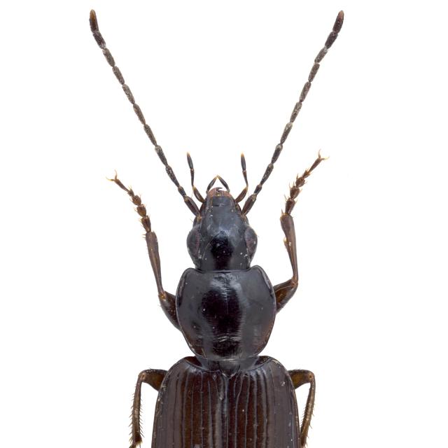 Carabes de Suisse  - Agonum fuliginosum