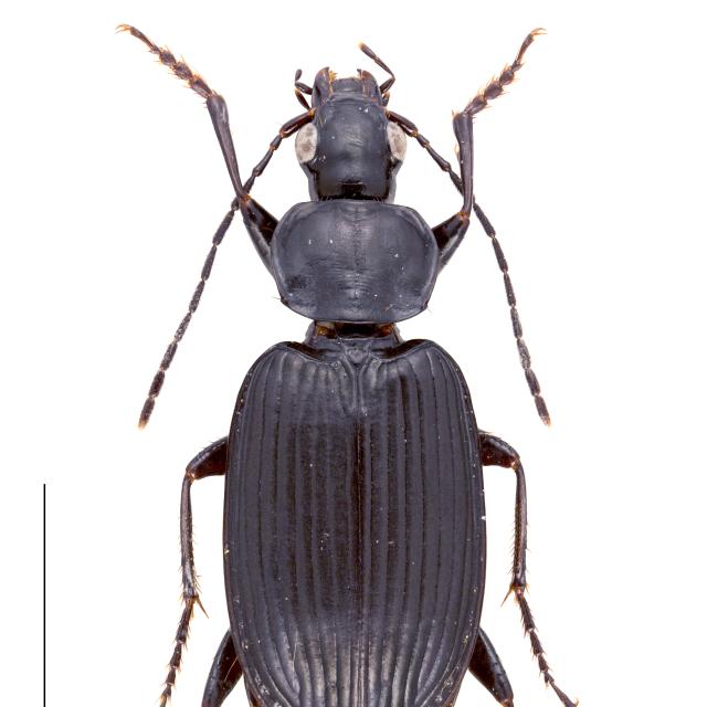 Carabes de Suisse  - Agonum lugens