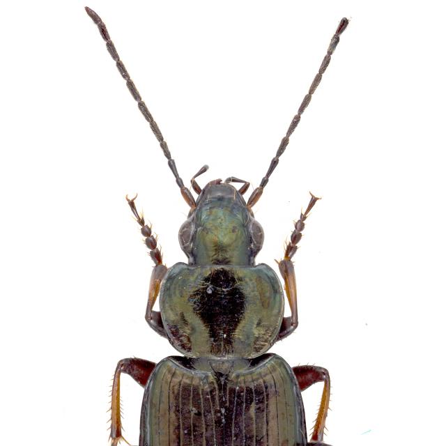 Carabes de Suisse  - Agonum muelleri