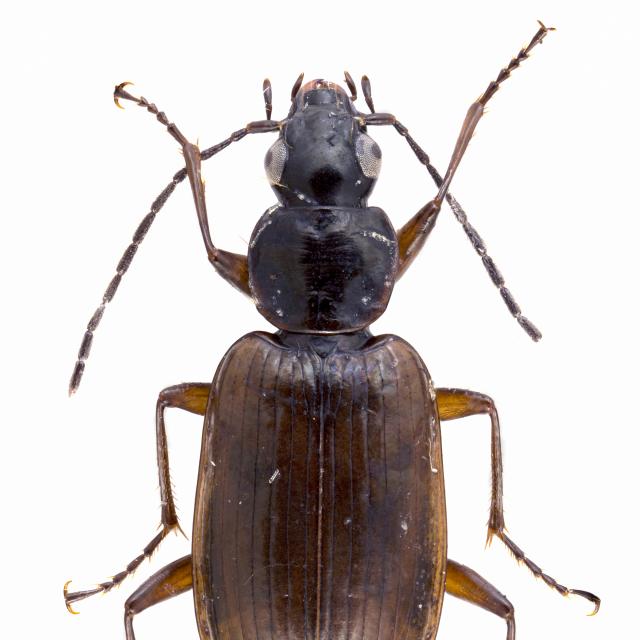 Carabes de Suisse  - Agonum piceum
