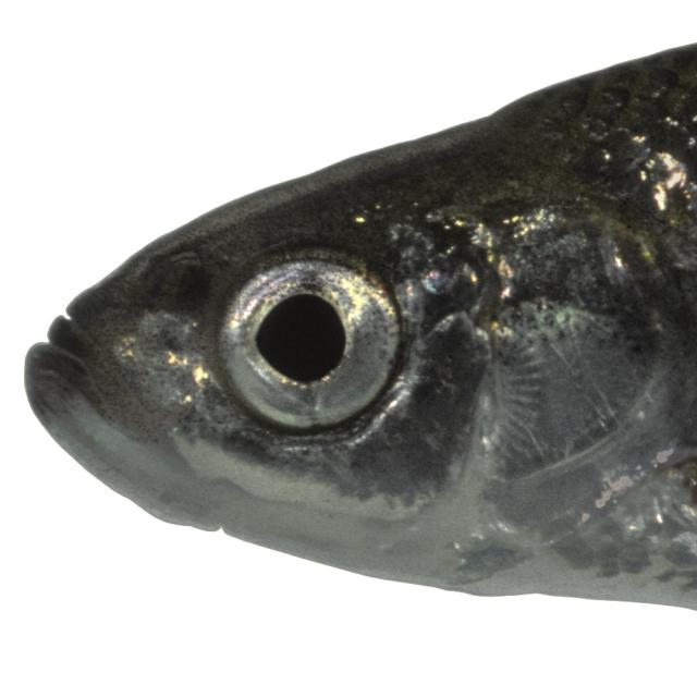 Poissons de Suisse Alborella  - Alburnus   arborella 