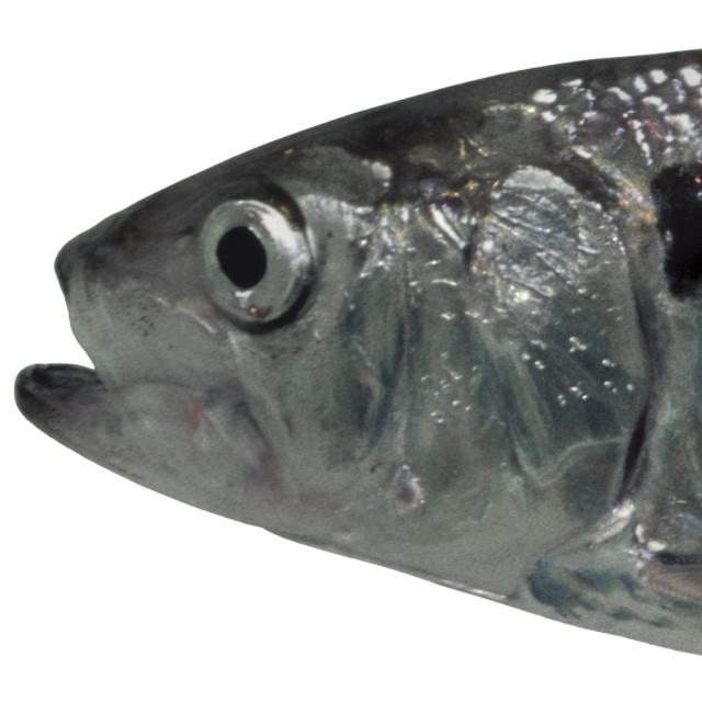 Poissons de Suisse Agone  - Alosa agone 