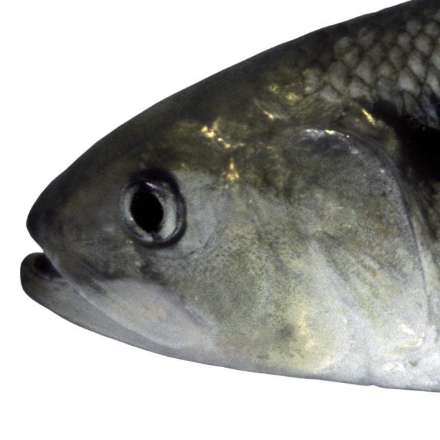 Poissons de Suisse alose feinte  - Alosa fallax 