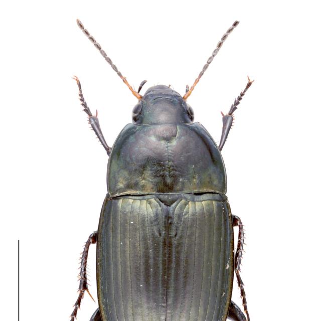 Carabes de Suisse  - Amara eurynota