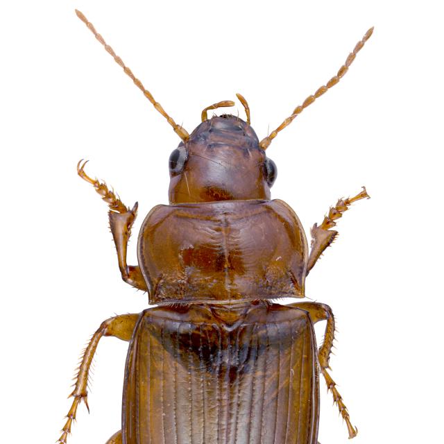 Carabes de Suisse  - Amara fulva