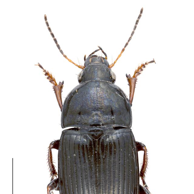 Carabes de Suisse  - Amara fulvipes