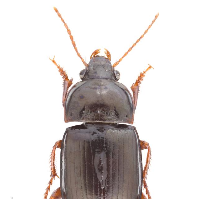 Carabes de Suisse  - Amara fusca