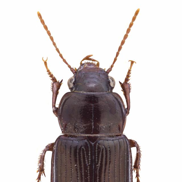 Carabes de Suisse  - Amara majuscula