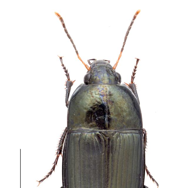 Carabes de Suisse  - Amara ovata