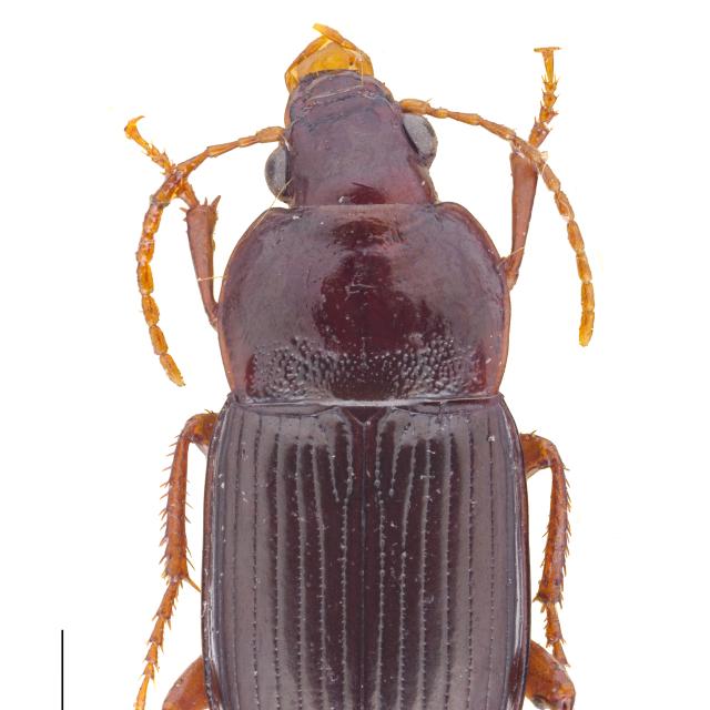 Carabes de Suisse  - Amara sabulosa