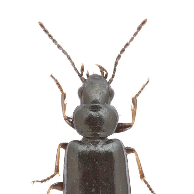 Carabes de Suisse  - Amblystomus niger
