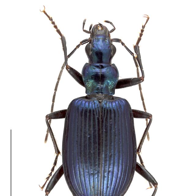 Carabes de Suisse  - Anchomenus cyaneus