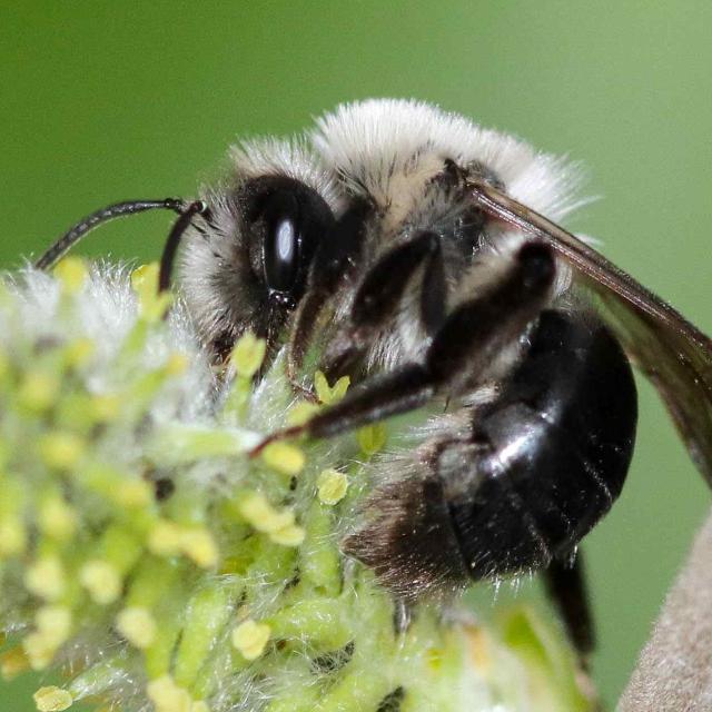 Les abeilles sauvages de Suisse Andrène vague - Andrena vaga