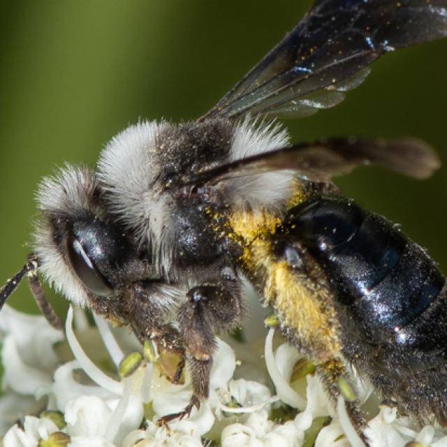 Les abeilles sauvages de Suisse Andrène barbare - Andrena barbareae