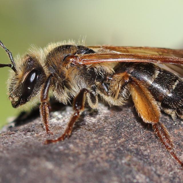 Les abeilles sauvages de Suisse  - Andrena bucephala