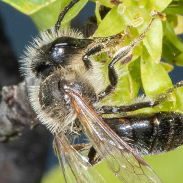 Les abeilles sauvages de Suisse Andrène sociable - Andrena scotica