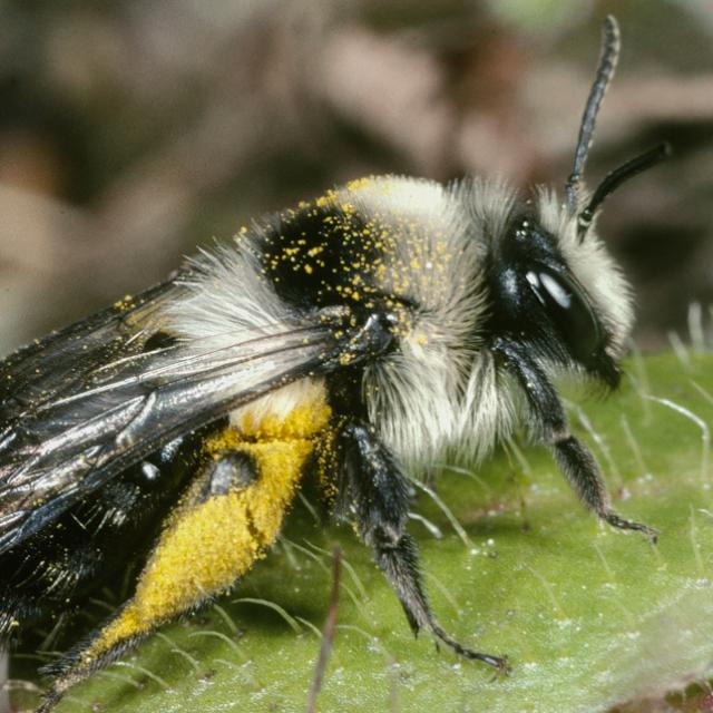 Les abeilles sauvages de Suisse Andrène cinéraire - Andrena cineraria