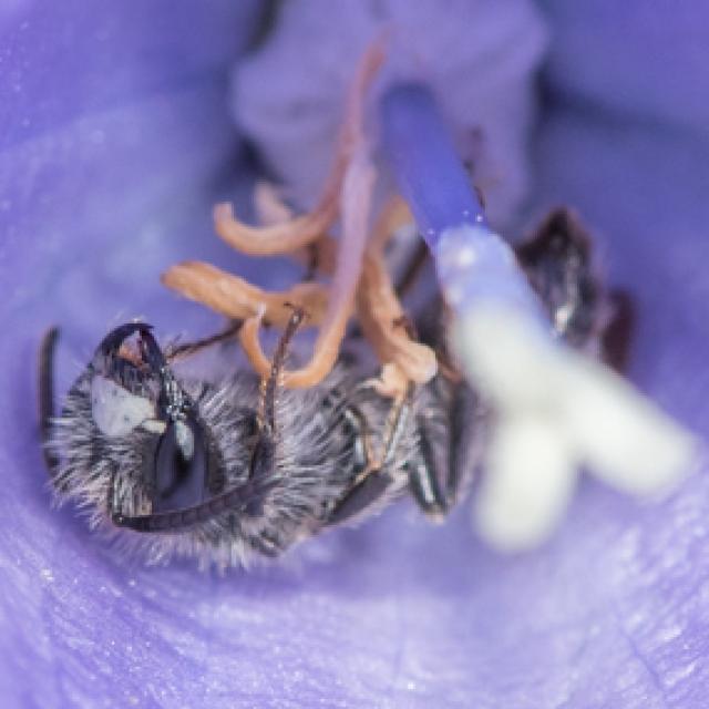 Les abeilles sauvages de Suisse  - Andrena coitana