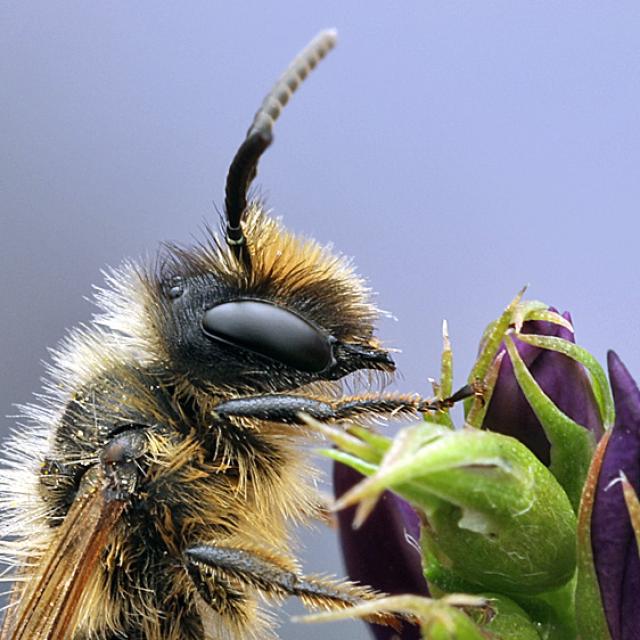 Les abeilles sauvages de Suisse Andrène à pattes jaunes - Andrena flavipes