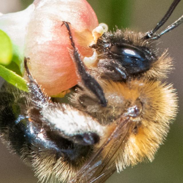 Les abeilles sauvages de Suisse  - Andrena lapponica