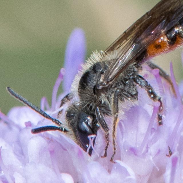 Les abeilles sauvages de Suisse Andrène de la Scabieuse - Andrena marginata