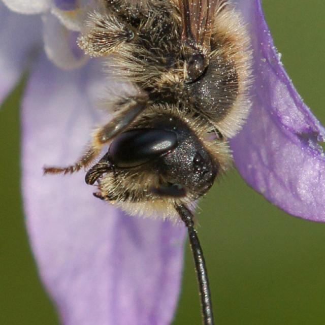 Les abeilles sauvages de Suisse Andrène de Pandelle - Andrena pandellei