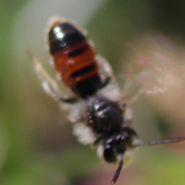Les abeilles sauvages de Suisse Andrène des potentilles - Andrena potentillae